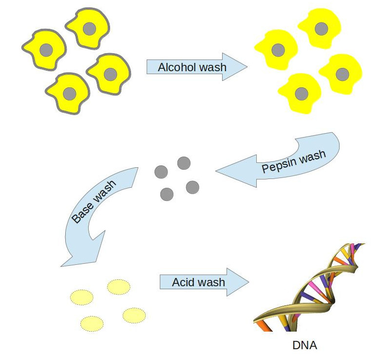 After collecting cells from surgical bandages, Miescher first washed them in warm alcohol to get rid of the outer lipid membranes. He then digested them with pepsin from pig stomachs to remove everything but the nuclei of the cells. When he put the nuclei into a basic (alkaline) solution--in this case, a weak solution of baking soda and water--the nuclei expanded and became clear, leaving a yellow solution. Upon adding acid to this solution, a white precipitate formed, which Miescher termed "nuclein." Today, we know that this substance is impure DNA.