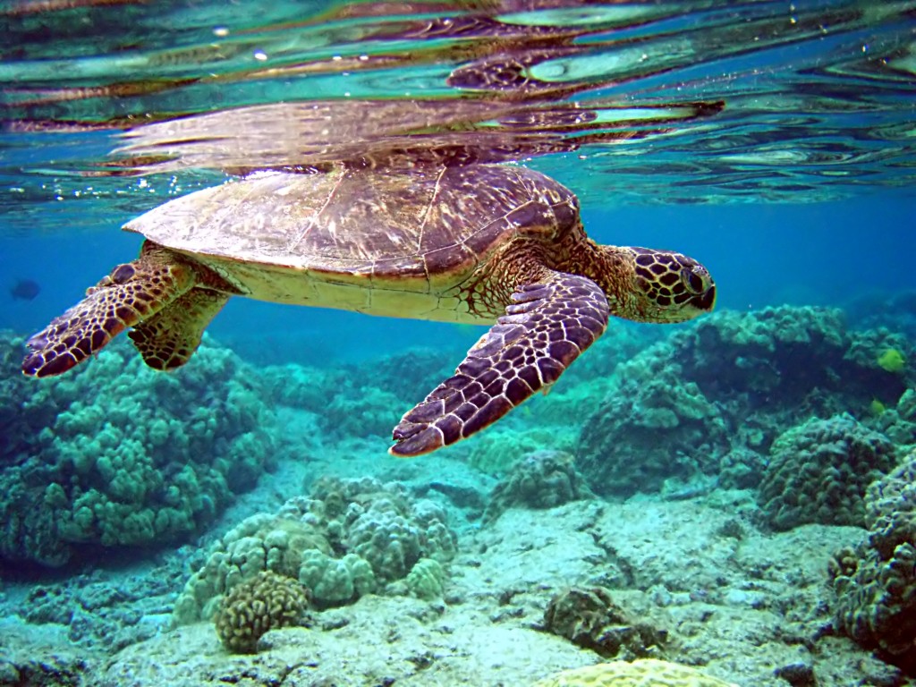 The reflection of the turtle on the surface of the water is an example of total internal reflection, where light cannot pass from the water into the air above, but rather reflects back into the water.  Source: Wikipedia.